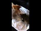 Preview thumbnail for My coworker's baby racoon meeting her cat (x-post from /r/aww)
