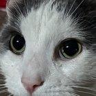 Preview thumbnail for Cat’s pupil looks like it has a tear. Should we be worried?