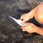 Preview thumbnail for Fish found with plastic in its stomach