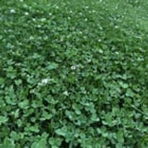 Preview thumbnail for These have sprung up out of nowhere and are everywhere?