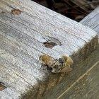 Preview thumbnail for I witnessed the girls carrying out a hit. I may need enter witness protection.