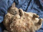 Preview thumbnail for He sleeps so majestically, meet Banjo.