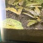 Preview thumbnail for Need help identifying this… thing