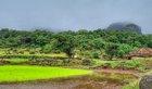 Preview thumbnail for 50 Shades of Green: Monsoon brings out the best of the Nature around us