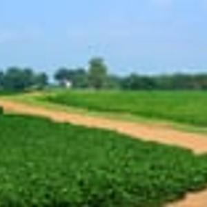 Preview thumbnail for China targeted in bill to restrict foreign ownership of American farmland