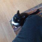 Preview thumbnail for Every time while I eat at my parents table their oldest cat try beg me for scraps, and only me