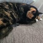 Preview thumbnail for Just a calico magnet