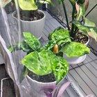 Preview thumbnail for pictum tricolor aglaonema