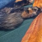 Preview thumbnail for Spicey Bean Mix 4 U (my torties toebeans)