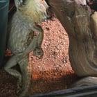Preview thumbnail for How I found Paarthurnax this morning