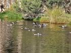 Preview thumbnail for Pink-eared ducks at Manning Park, Perth, WA