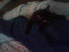 Preview thumbnail for My LIttle Raul man, had him since the day he was born. he's going to be 6 this year!!!