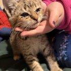 Preview thumbnail for New kitten - how to treat pink eye