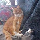 Preview thumbnail for One of My Parents' Cats next to My Waterbottle