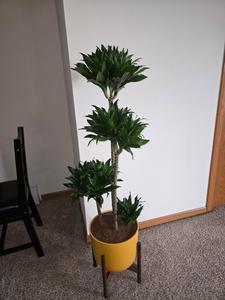 Preview thumbnail for I have a Janet Craig Compacta in a pot it originally came with three stocks I added a fourth can you tell me if it looks better with the original Three or with the one I added