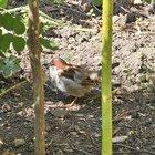 Preview thumbnail for Bird pics from my recent trip to the UK