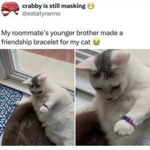 Preview thumbnail for Cattos can't stop admiring the bracelet aww