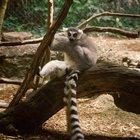 Preview thumbnail for A day at the zoo with my M-11P
