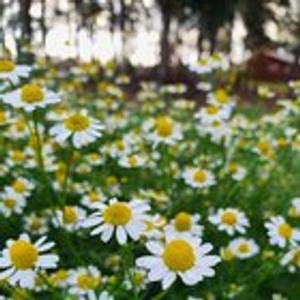 Preview thumbnail for My mini plantation of Chamomile