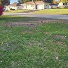 Preview thumbnail for Lawn question Southwest Michigan