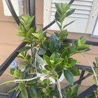 Preview thumbnail for This plant was on the brink of death when I got it from my grandmother. We’ve since bought it back to life, but grandma doesn’t remember what it is. We have no idea, help?