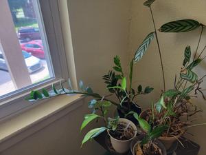 Preview thumbnail for I kept reading how hard ZZ plants are to keep alive, stuffed mine in this stairwell corner and it won't stop popping out new sprouts