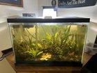 Preview thumbnail for Is a Fluval nano led enough for a 20 gallon planted?