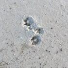 Preview thumbnail for Identify tracks in pavement [Israel]