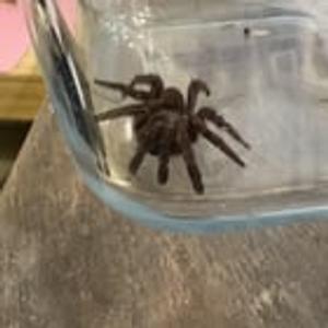 Preview thumbnail for Funnel Web