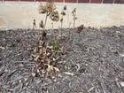 Preview thumbnail for We got these hydrangeas planted in mid September. Are they okay? We’ve been noticing new growth from the bottom-up, which I’m hoping is a good sign.