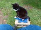 Preview thumbnail for When you have a shop cat...