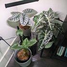 Preview thumbnail for My alocasia corner 