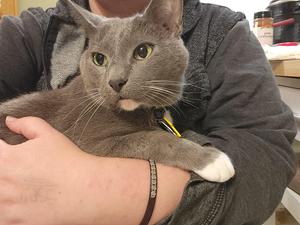 Preview thumbnail for Do cats get vaccine side effects like people do?