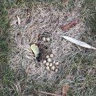 Preview thumbnail for what are these little white balls? LI, NY