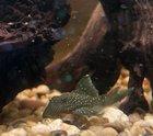 Preview thumbnail for Any Plecos shipped Online?