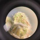 Preview thumbnail for Weed under microscope