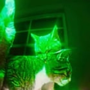 Preview thumbnail for Cat Rave! 🤣