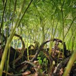 Preview thumbnail for Under the plant