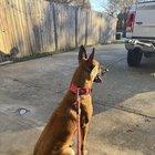 Preview thumbnail for Found a dog on Davis and Lamar Blvd