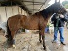 Preview thumbnail for BEGINNER 1st Leased Gelding