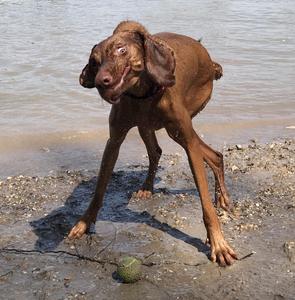 Preview thumbnail for This creature from r/whatswrongwithyourdog