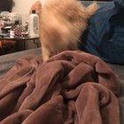 Preview thumbnail for Zoomies on the Bed