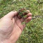 Preview thumbnail for Help ID this weed. Just planted 8000 sf centipede, and almost ever piece of sod has this weed in it.