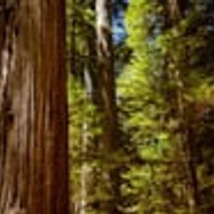 Preview thumbnail for How to add depth to these photos from the Redwoods?