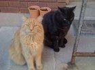 Preview thumbnail for Waited all year to post this. The Halloween cat's! 