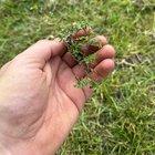 Preview thumbnail for Help ID this weed. Just planted 8000 sf centipede, and almost ever piece of sod has this weed in it.