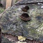 Preview thumbnail for Growing on a mango stump in south FL what could it be?