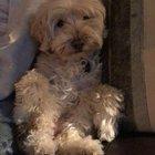 Preview thumbnail for Harley, cutie for 17 years.