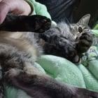 Preview thumbnail for They look quite purple in better light... Grape toebeans?!
