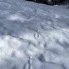 Preview thumbnail for Bunny tracks?